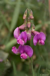 orchidea selvatica